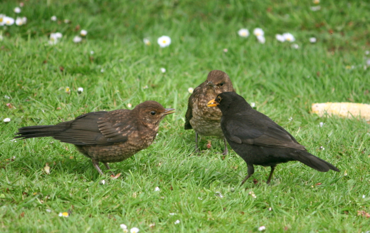 How to Feed Garden Birds All Year Round – Seasonal Bird Feeding Guide