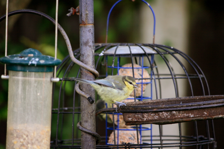 How to Feed Garden Birds All Year Round – Seasonal Bird Feeding Guide