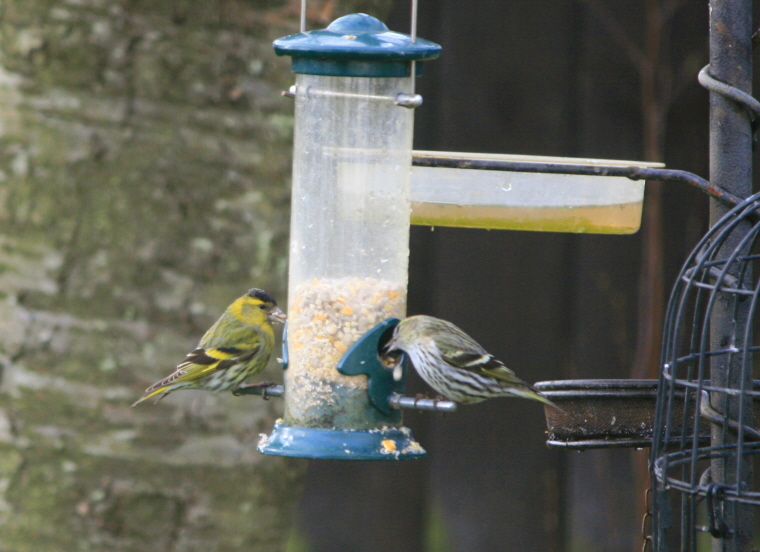 How to Feed Garden Birds All Year Round – Seasonal Bird Feeding Guide