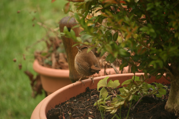 How to Feed Garden Birds All Year Round – Seasonal Bird Feeding Guide
